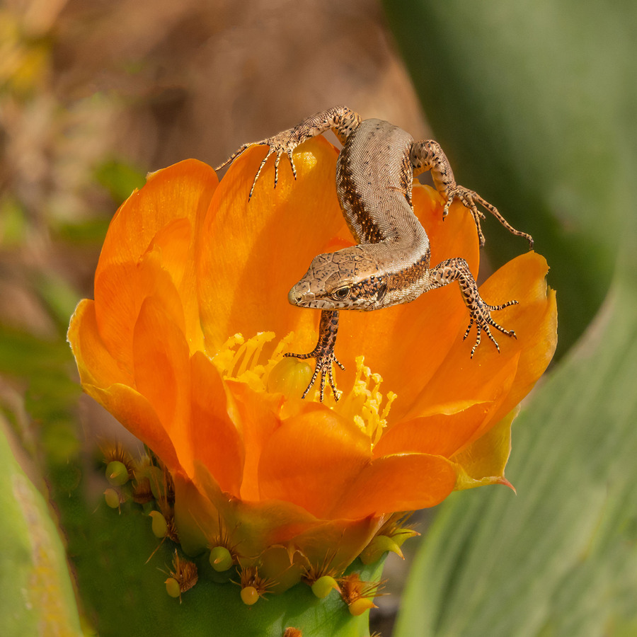 HC - Lizard in flower - Val Johnston